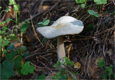 Rhodocollybia Butyracea - Коллибия Азема