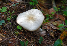 Rhodocollybia Butyracea - Коллибия Азема