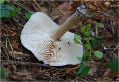 Rhodocollybia Butyracea - Коллибия Азема
