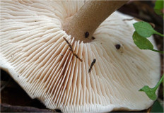 Rhodocollybia Butyracea - Коллибия Азема