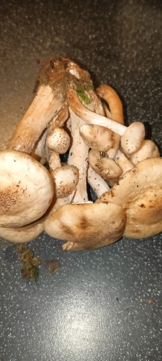 Гриб из Ленобласть