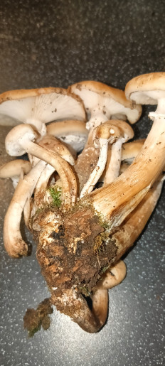 Гриб из Ленобласть