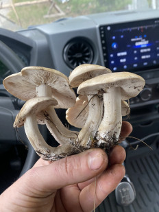 Гриб из Нижний Новгород