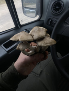 Гриб из Нижний Новгород