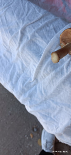 Гриб из Боровичи Новгородской