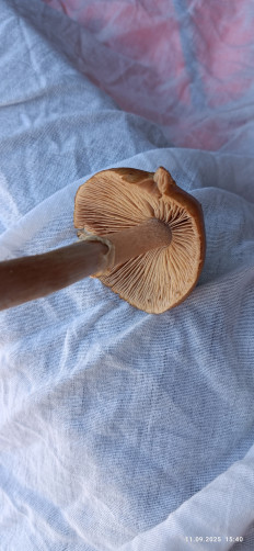 Гриб из Боровичи Новгородской