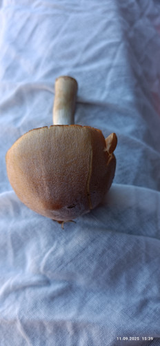 Гриб из Боровичи Новгородской