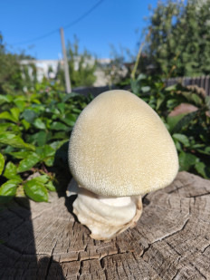 Вольвариелла шелковистая