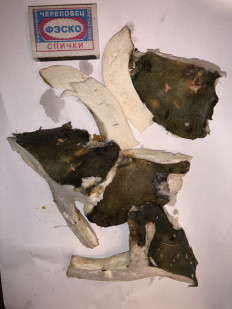 Гриб из Москва