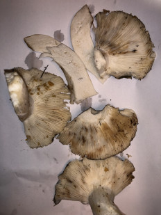 Гриб из Москва