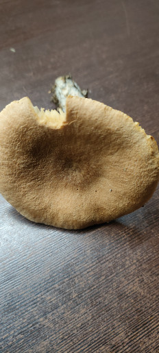 Гриб из Ноябрьск