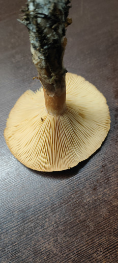 Гриб из Ноябрьск