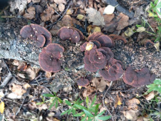 Гриб из Стерлитамак Башкирия