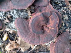 Гриб из Стерлитамак Башкирия