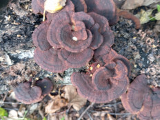 Гриб из Стерлитамак Башкирия