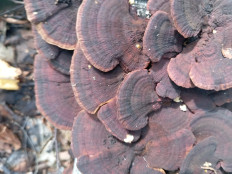 Гриб из Стерлитамак Башкирия