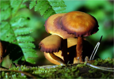 Гриб из Москва