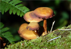 Гриб из Москва