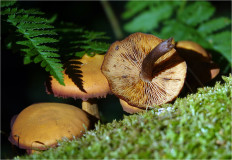 Гриб из Москва