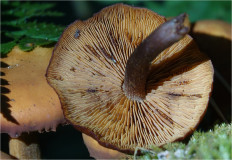 Гриб из Москва