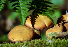 Гриб из Москва