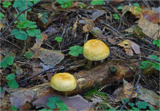 Гриб из Москва