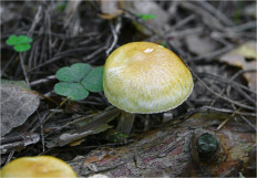 Гриб из Москва