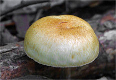 Гриб из Москва