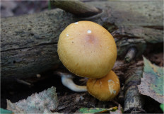 Гриб из Москва