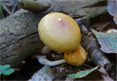 Гриб из Москва