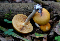 Гриб из Москва