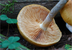 Гриб из Москва