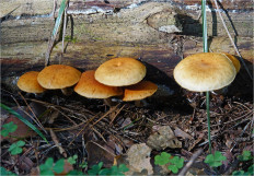 Гриб из Москва