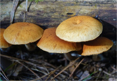 Гриб из Москва