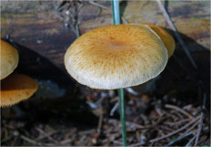 Гриб из Москва