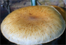 Гриб из Москва