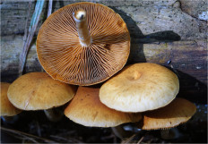 Гриб из Москва