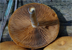 Гриб из Москва