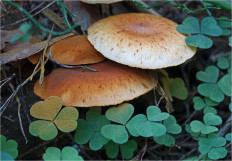 Гриб из Москва