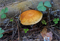 Гриб из Москва