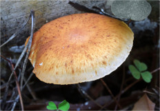 Гриб из Москва