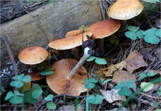 Гриб из Москва