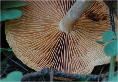 Гриб из Москва