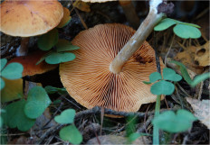 Гриб из Москва