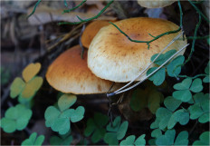 Гриб из Москва