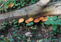 Гриб из Москва