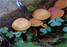 Гриб из Москва