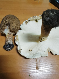 Лепиота острочешуйчатая