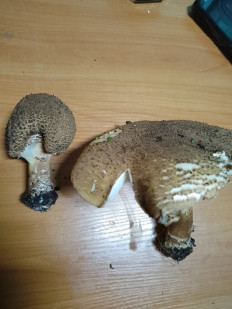 Лепиота острочешуйчатая