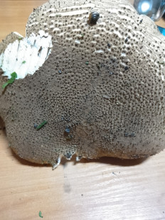 Лепиота острочешуйчатая